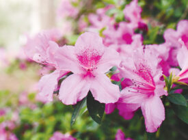 Brightly colored azalea flowers.