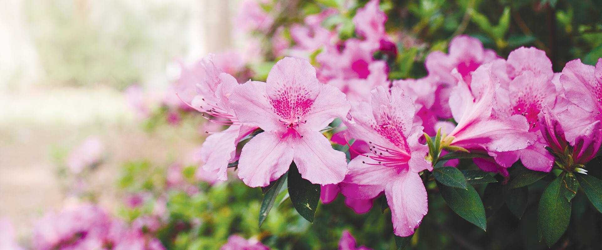 Brightly colored azalea flowers.