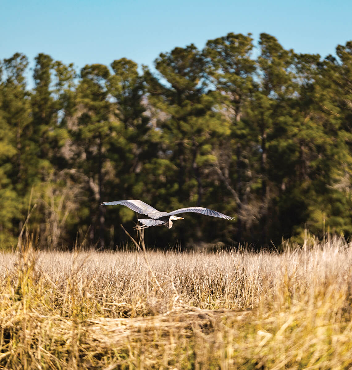 Great Blue Heron flying over the marsh.