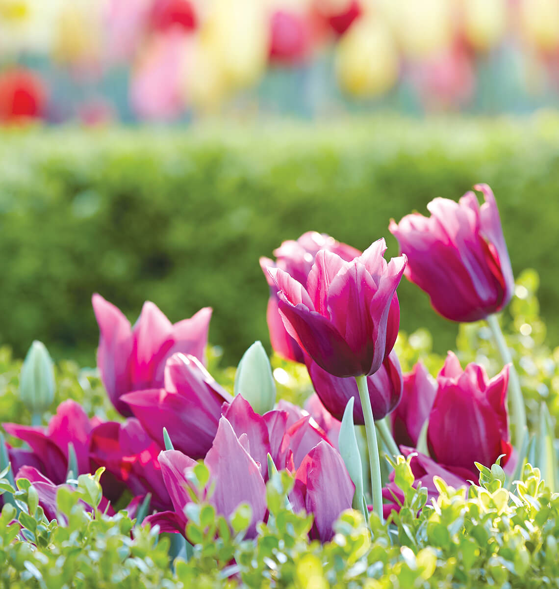Multiple deep pink colored tulips.