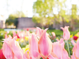 Multiple colors of tulips growing in a line.