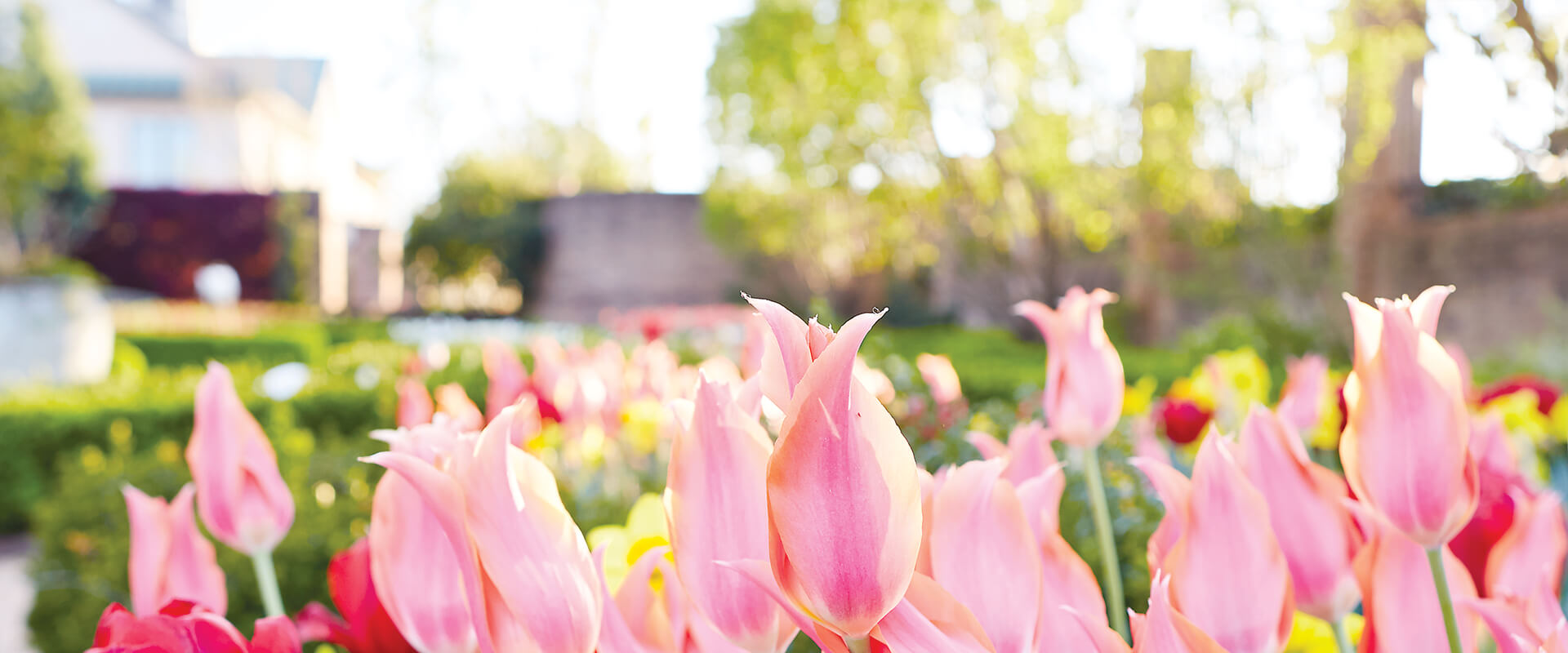 Multiple colors of tulips growing in a line.