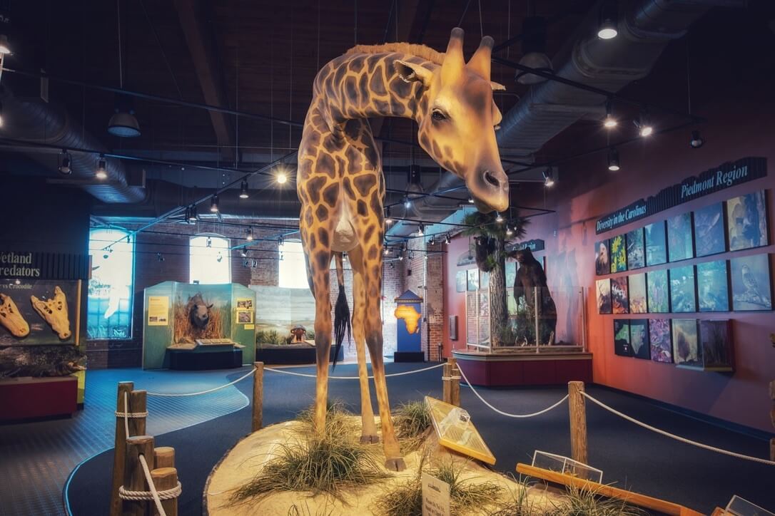 The giraffe replica inside the Imperial Centre for the Arts and Sciences in Rocky Mount.