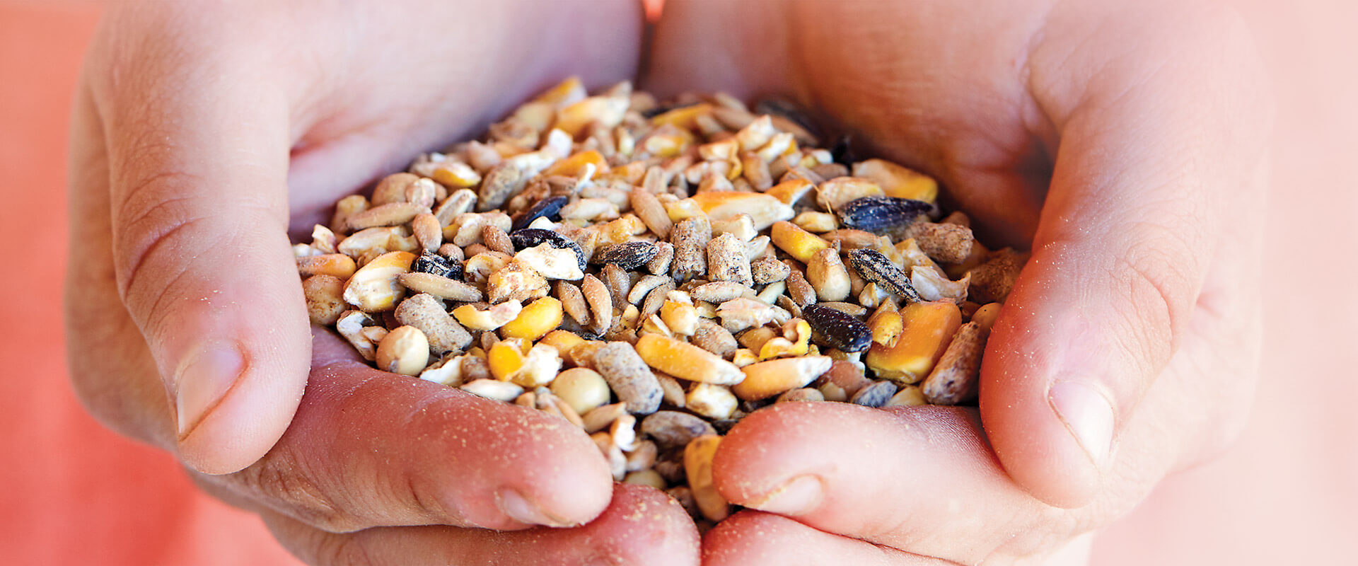 Hands cupped with chicken feed in them.
