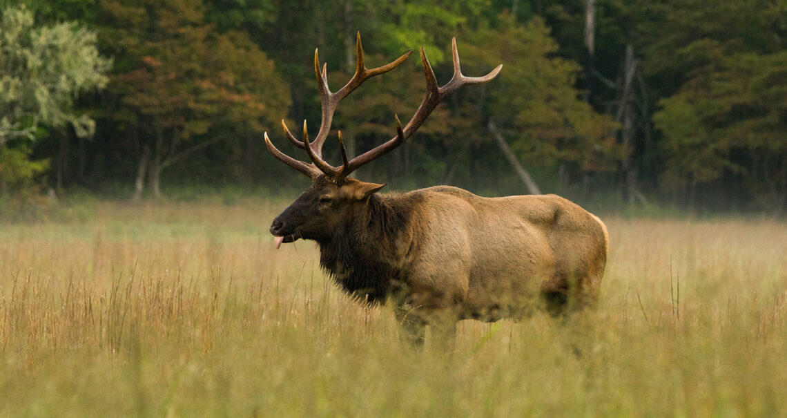 Manitoban elk in Maggie Valley
