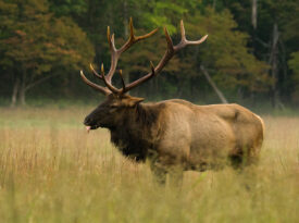 Manitoban elk in Maggie Valley