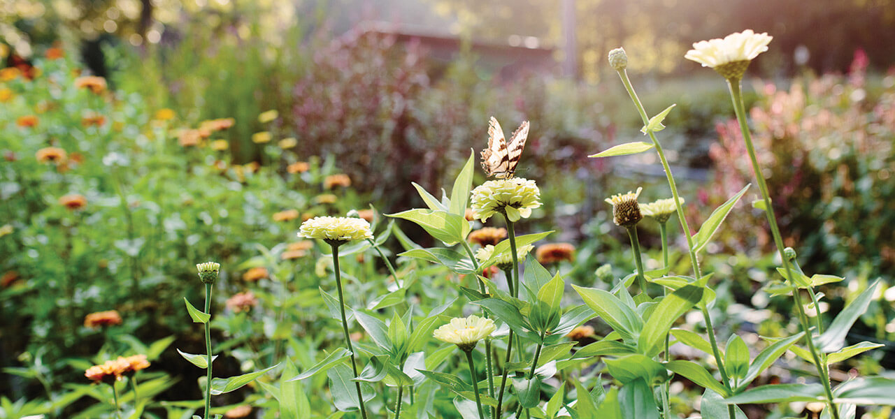 Butterfly at Fernrock Farm in Hillsborough.