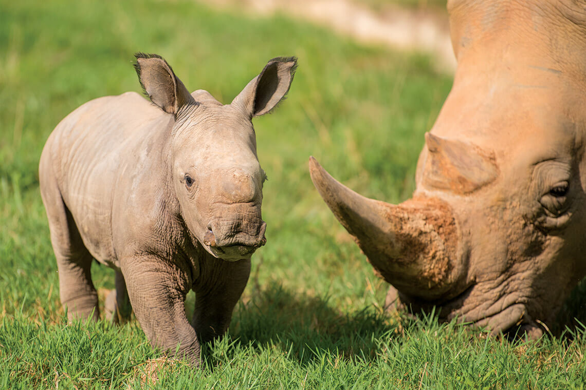 Southern white rhinoceros Linda and her daughter, Nandi, graze on the Watani Grasslands.