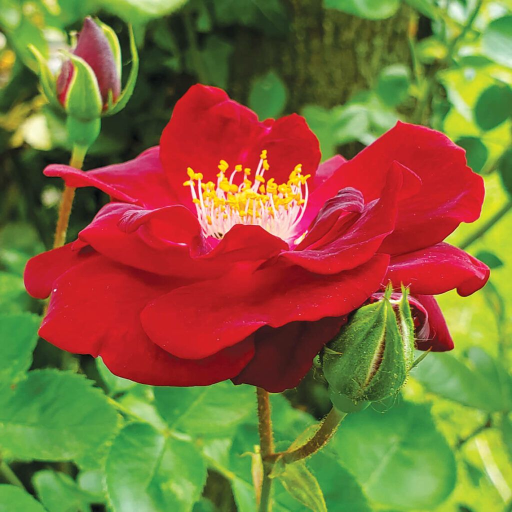 Raleigh’s Temple of Blooms | Our State