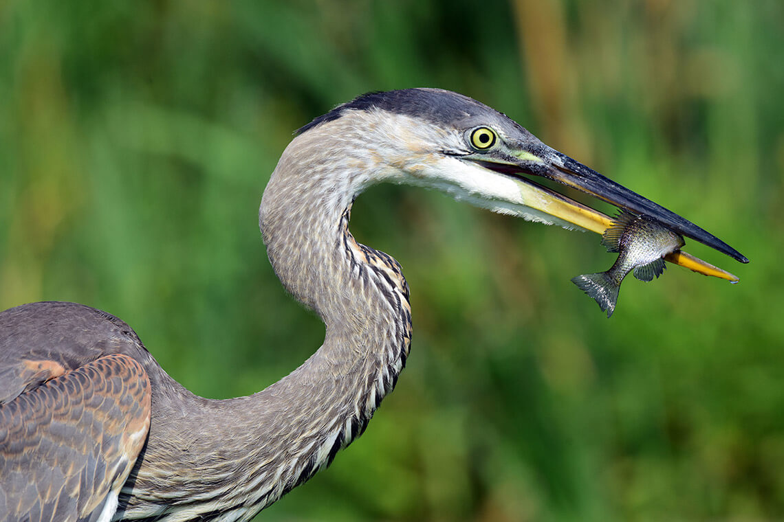 Heron holding a fish in Washington, NC