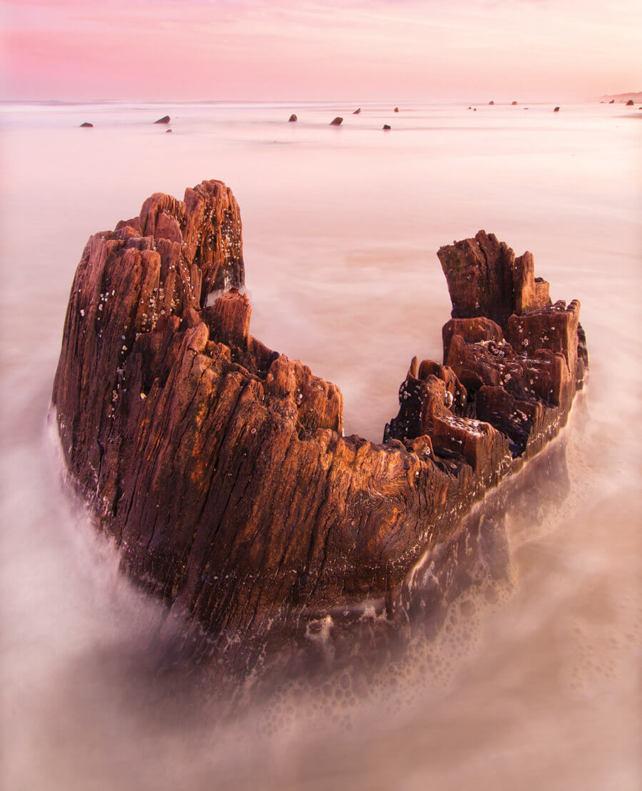 Old-growth forest stumps in Carova along the Outer Banks
