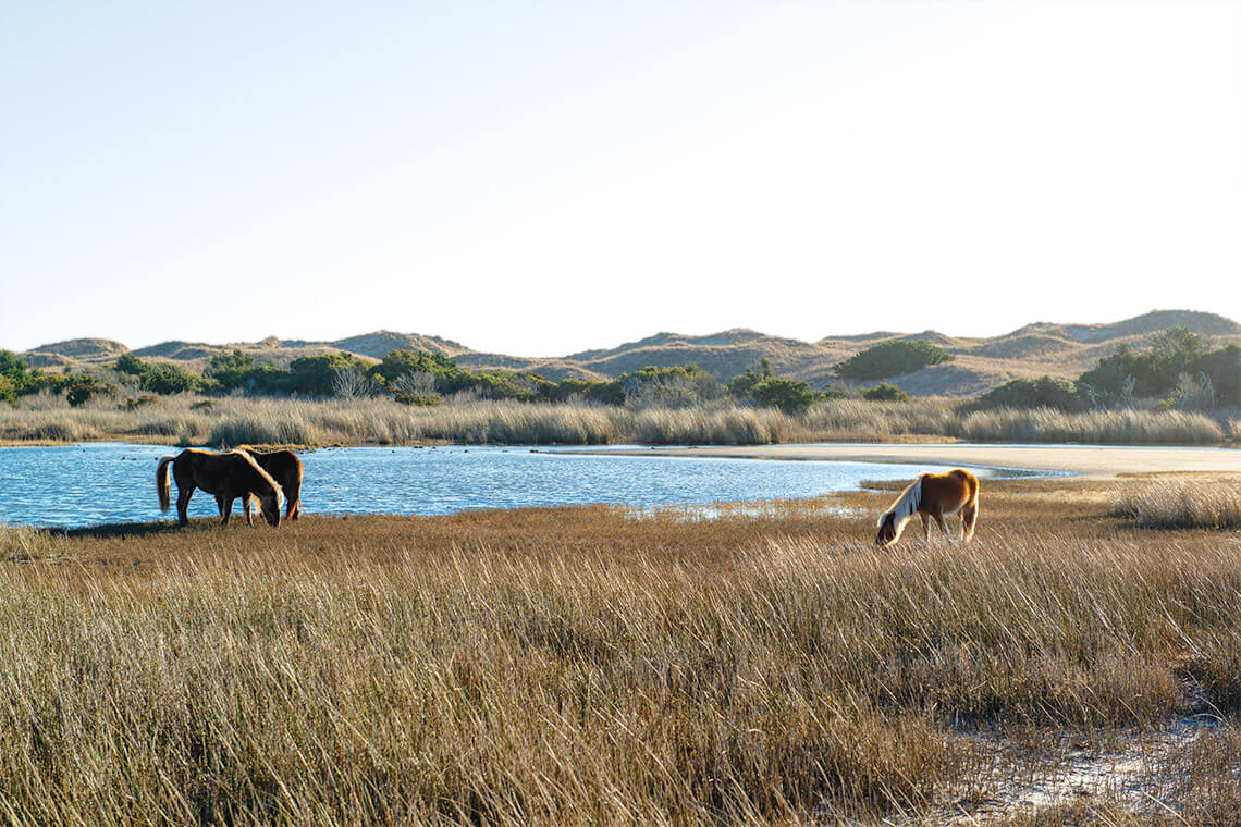 Wild Horses of Shackleford Banks in North Carolina's Outer Banks