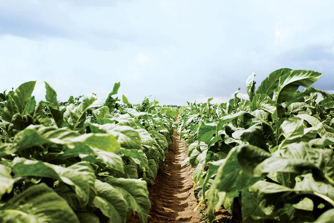 Rows of tobacco plants grow within North Carolina soil