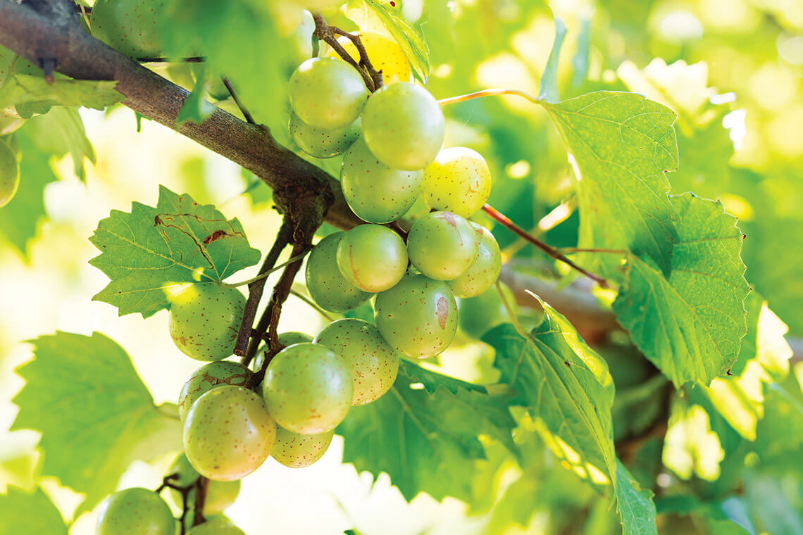 Muscadine grapes grown at New Ground Farm