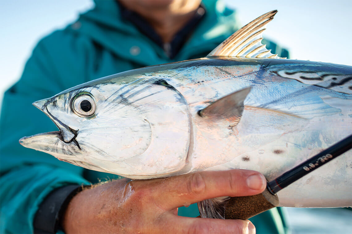 Fisherman holds up a false albacore fish.