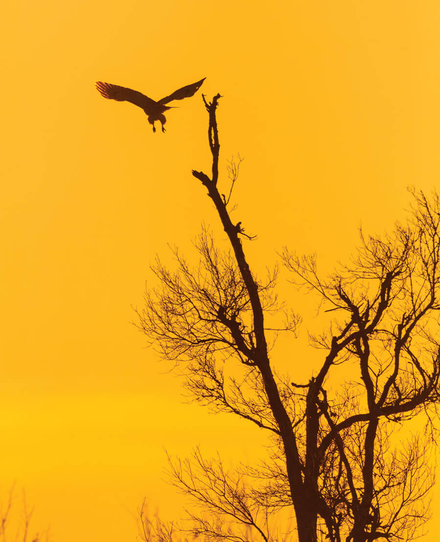 Red-tailed hawk takes flight off a tree barren of leaves.
