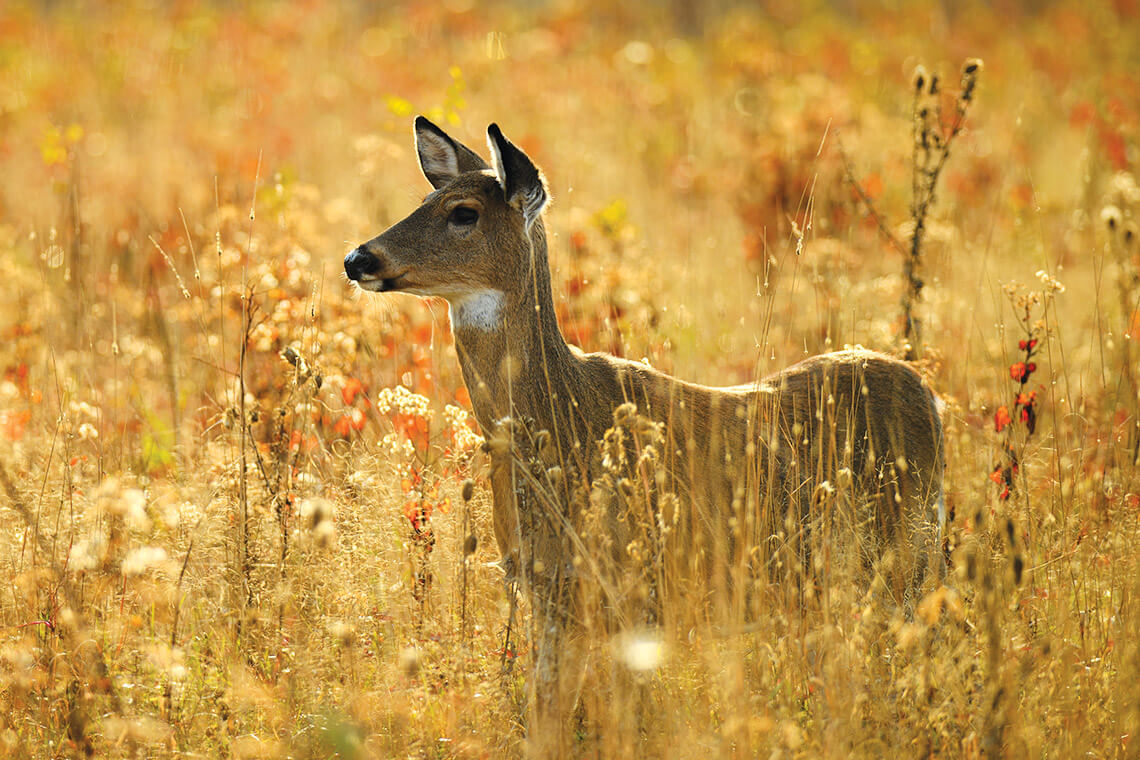 White-tailed deer in long grasses.