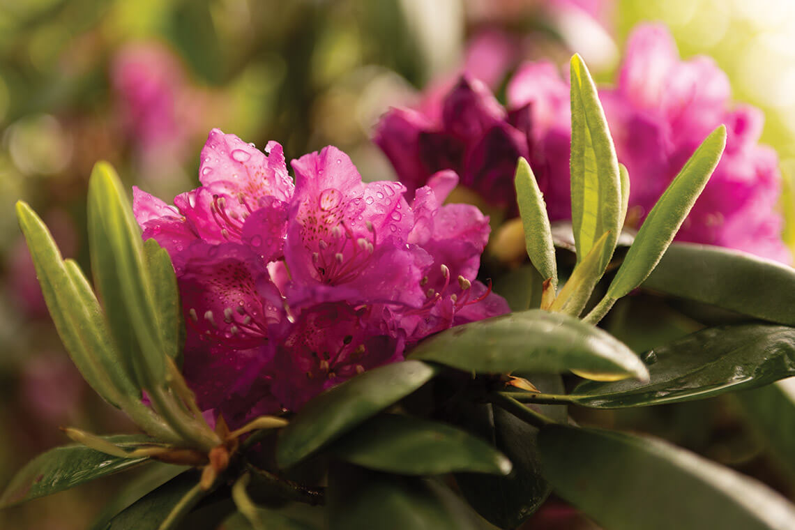 Rhododendron flowers