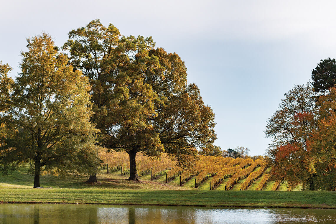 Shelton Vineyards in Dobson, one for the North Carolina wine regions or AVAs