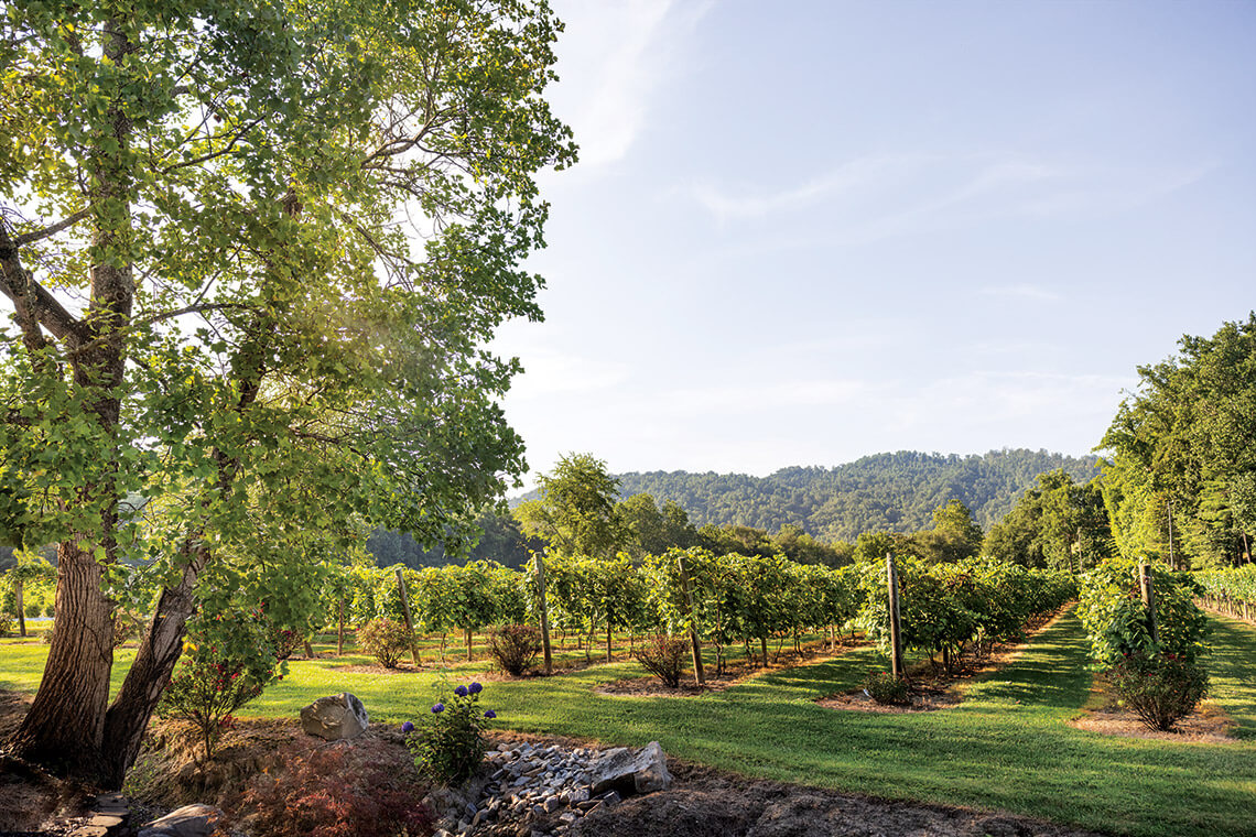 Rows of grape vines grown at Souther Williams, which makes North Carolina wines.