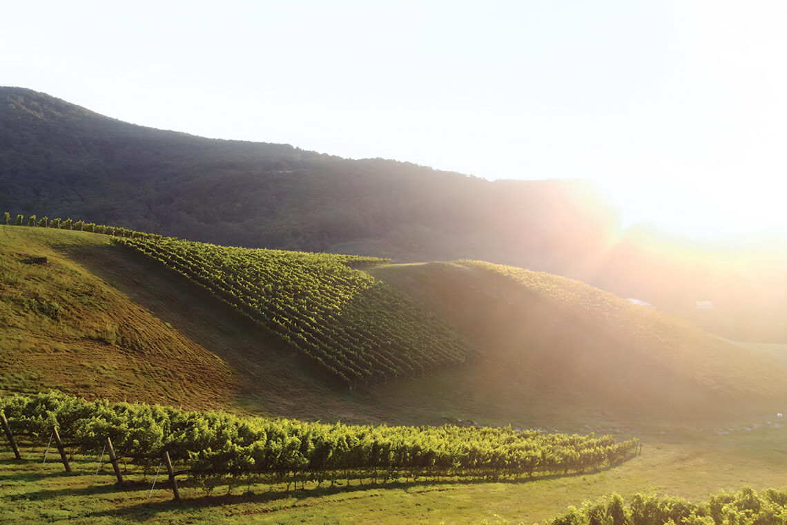 Vines grow up the hill at Stone Ashe Vineyards, one of the North Carolina wineries.