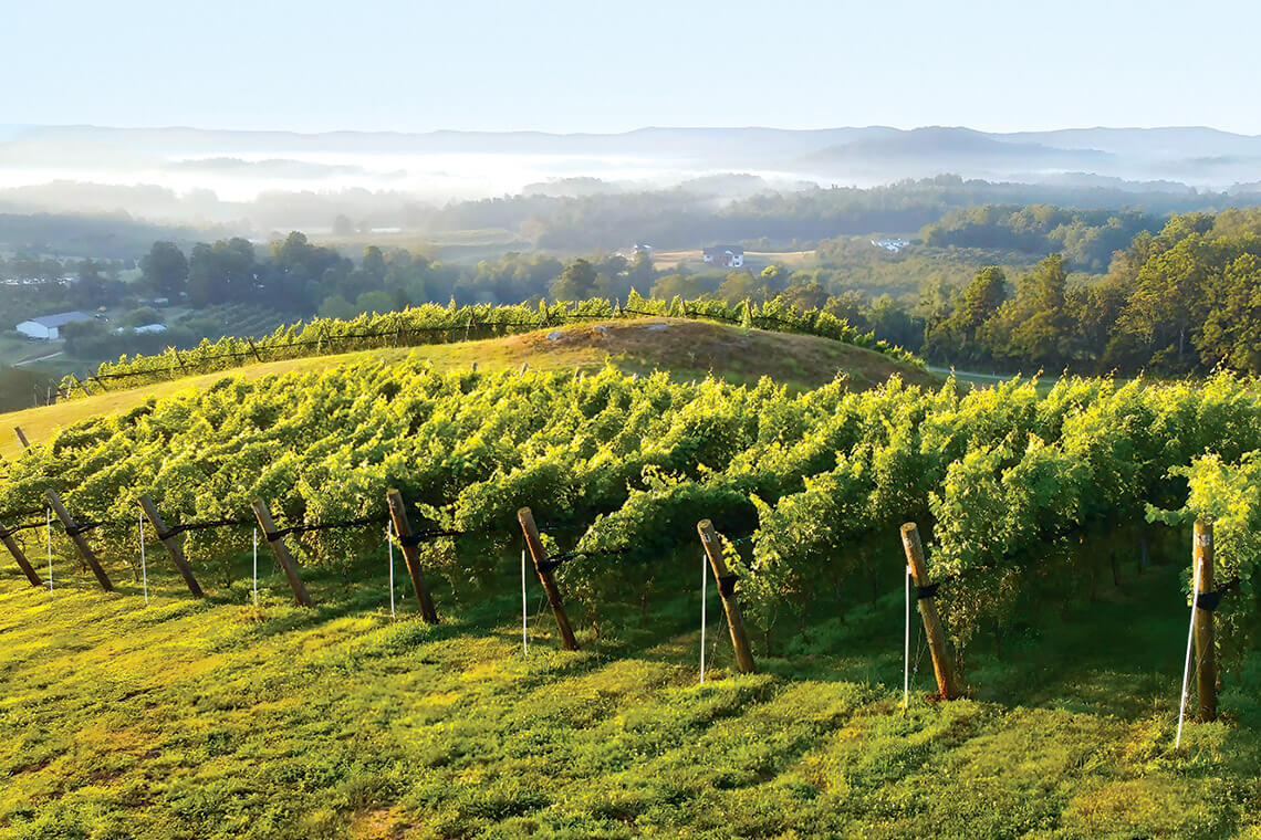 Grapevines grow high in the hills around Stone Ashe Vineyards.