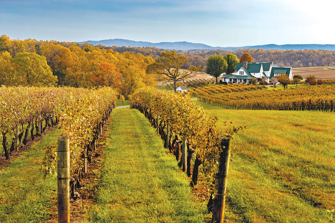 Rows of grapevines turn golden during autumn at Shelton Vineyards.