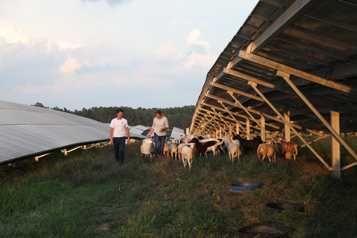Herd managers feed sheep at Montgomery Sheep Farm.