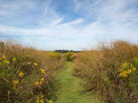 Long prairie grasses grow in the North Carolina Museum of Sciences Prairie Ridge Ecostation