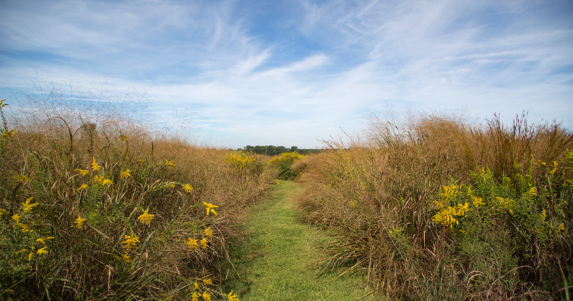 Long prairie grasses grow in the North Carolina Museum of Sciences Prairie Ridge Ecostation