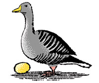 Illustration of goose and an egg for the 12 Days of Christmas