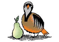 Illustration of partridge with pear