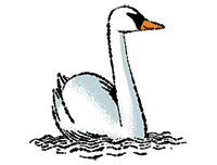 Illustration of swan swimming from the 12 Days of Christmas
