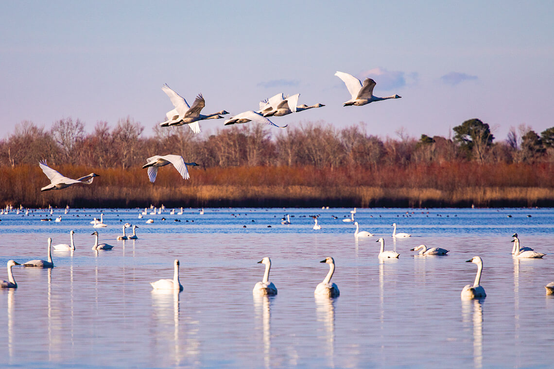 Flock of swans at Pocosin Lakes National Wildlife Refuge