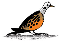 Illustration of turtle dove from the 12 Days of Christmas