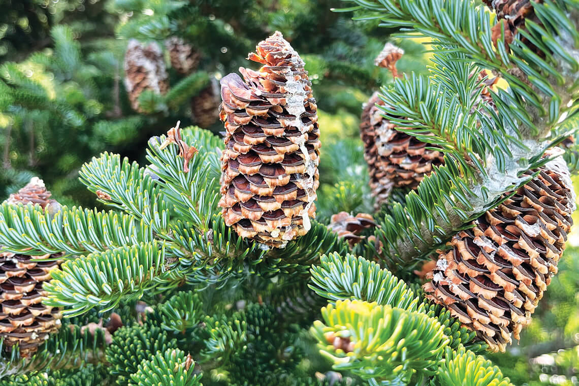Pinecones on Fraser firs
