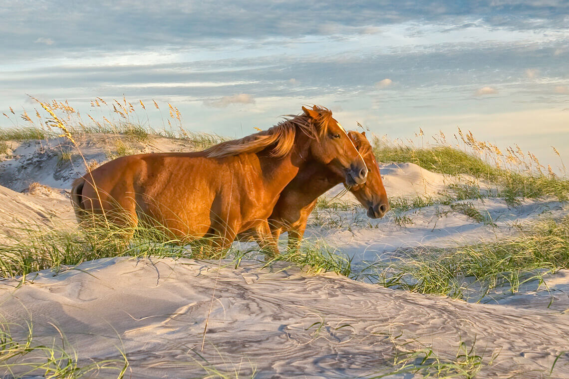 Two wild horses in Corolla, North Carolina