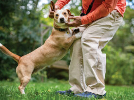 The author scratches Honey Bee's ears