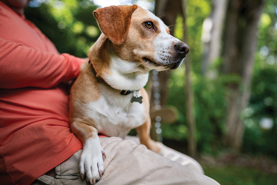 The author's dog, Honey Bee, on his lap