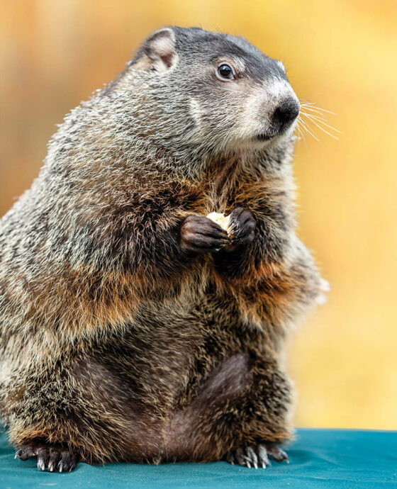 Snerd, the groundhog.
