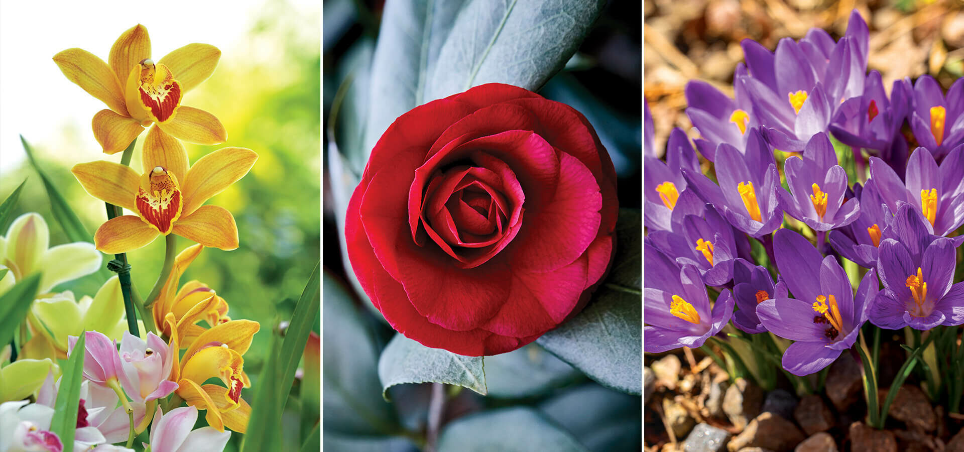 Across the state, you’ll find vibrants bursts of irises, Greensboro Red camellias, and clusters of purple crocuses.