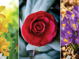 Across the state, you’ll find vibrants bursts of irises, Greensboro Red camellias, and clusters of purple crocuses.