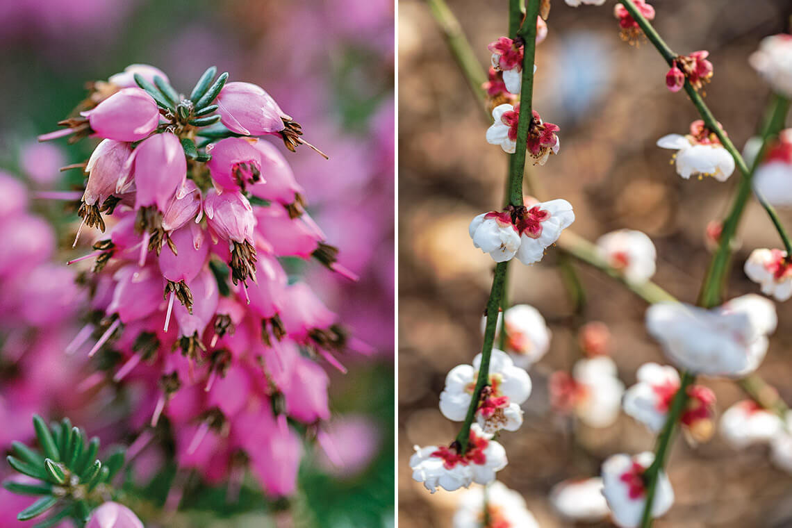 Winter heath and Japanese flowering apricot grow in the JC Raulston Arboretum