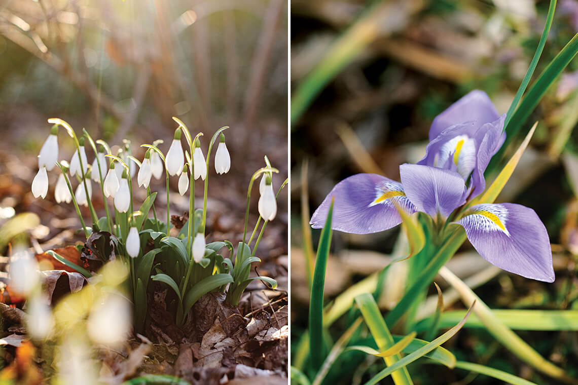 Snowdrops and purple irises peek out from the frosty ground at Montrose garden in Hillsborough.