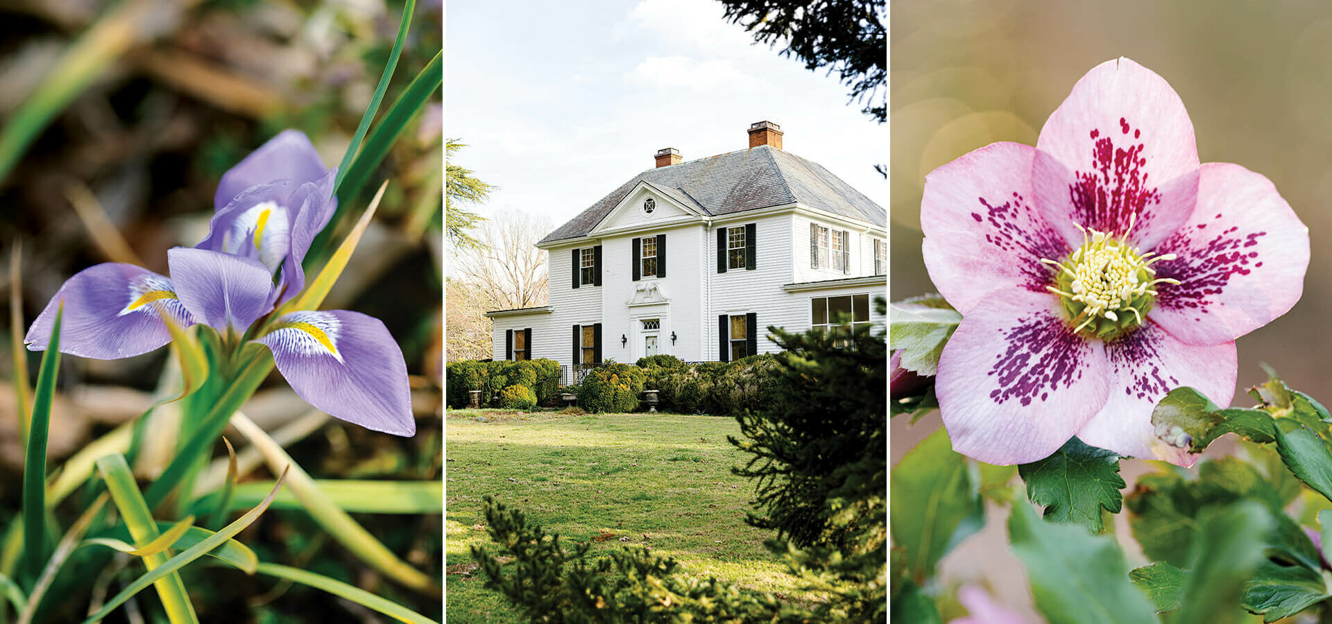 Purple iris, the Colonial-Revival House at Montrose Gardens, and more winter blooms.