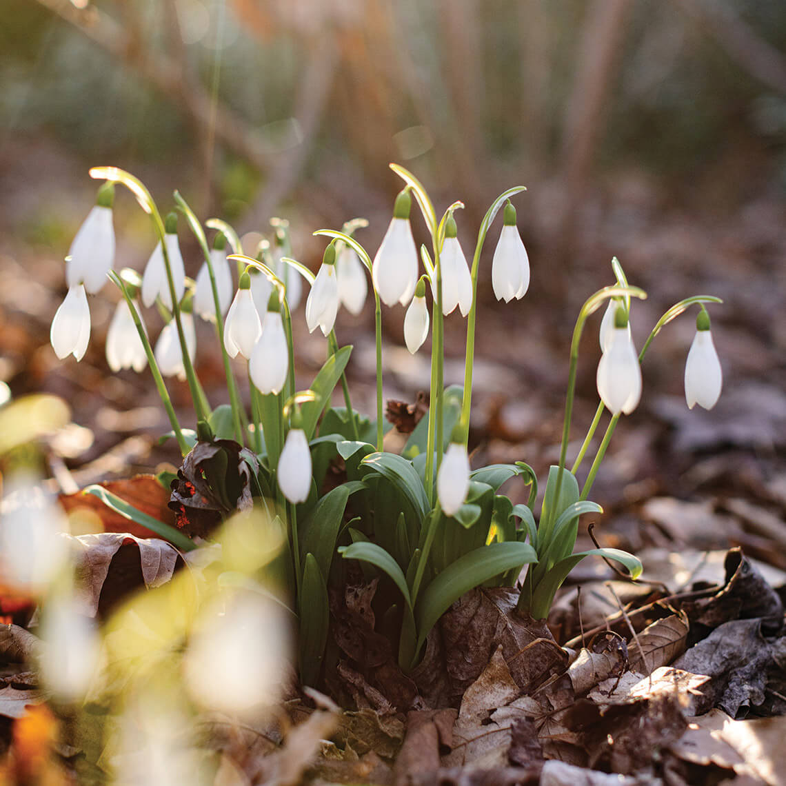 Snowdrops in bloom at Montrose Gardens.