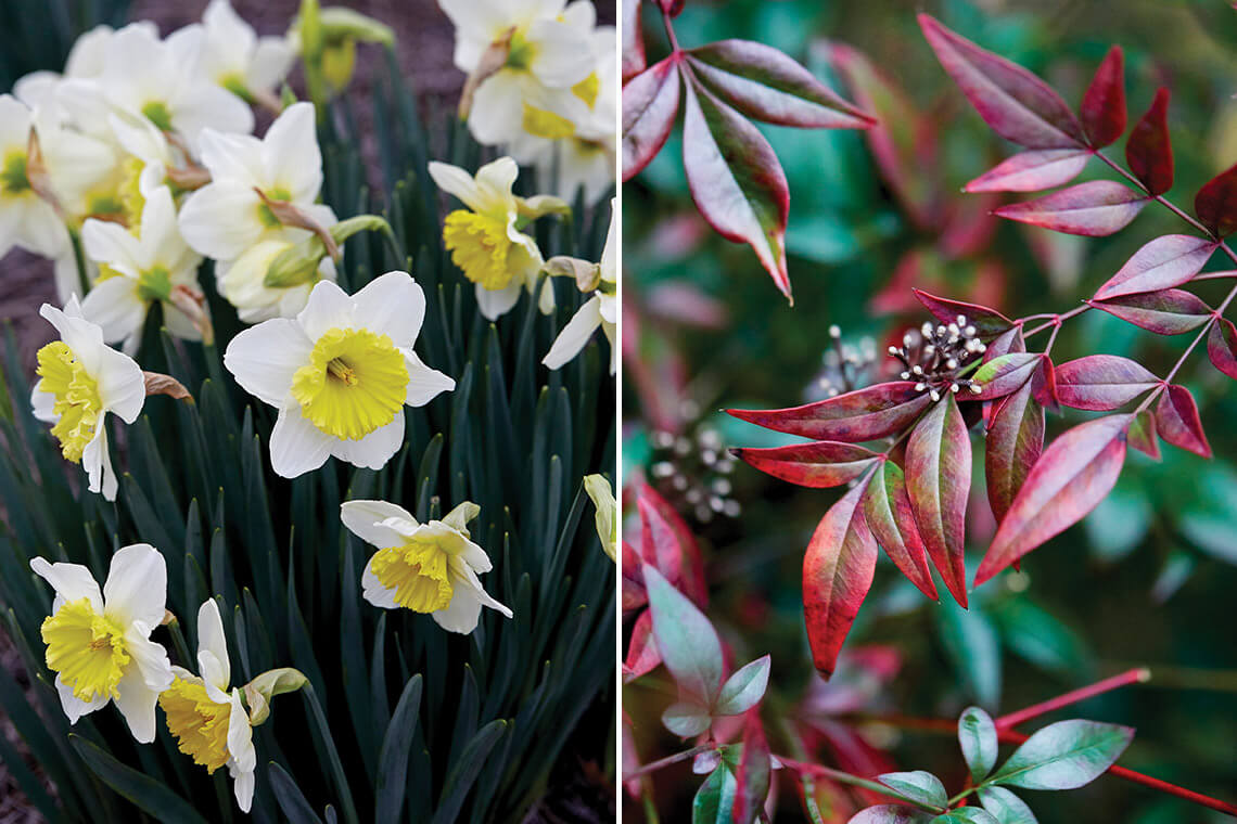 Ice Follies daffodils and Obsession nandina are winter blooms you will spot in North Carolina.