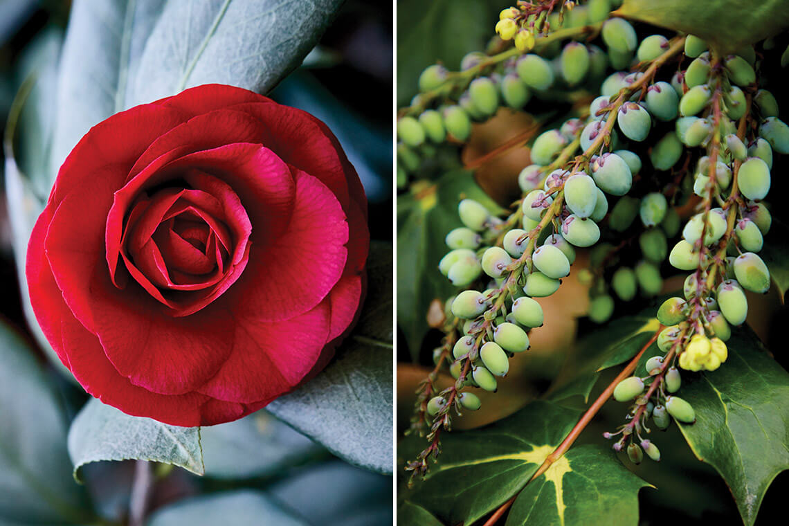 Winter blooms in North Carolina include Greensboro Red Camellia and Leatherleaf mahonia