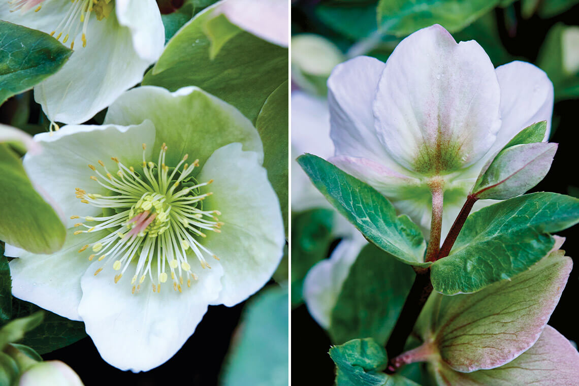 Lenten rose is a winter bloom that's usually timed around the season of Lent