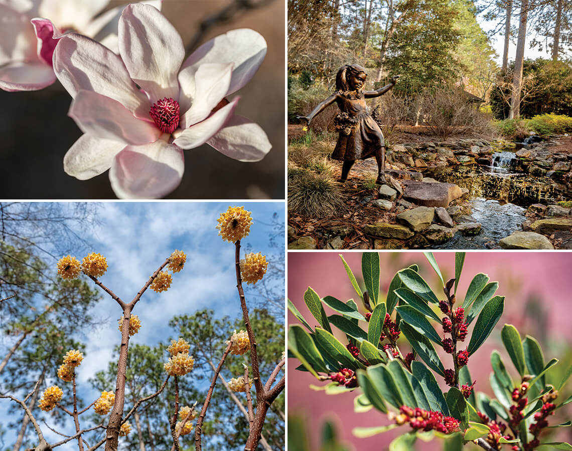 Magnolia, Paperbush, and Distylium are all flowers that bloom at winter in the Sandhills Horticultural Gardens.
